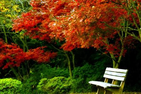 AUTUMN PARK - season, park, bench, autumn