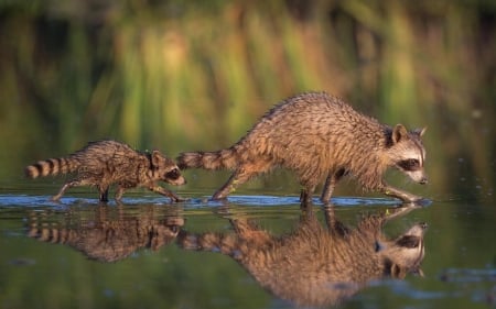 Racoon - animal, cub, tail, Racoon