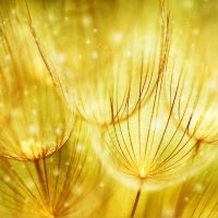 Dandelion Sunshine