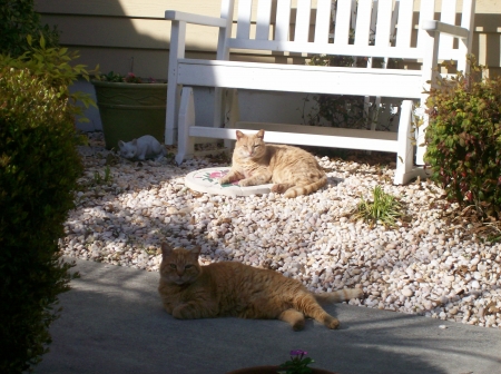 Papa and Missy enjoying the day - Animals, Pets, Tabbys, Cats