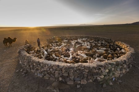 goats in a stone pen in mongolia - camel, desert, stones, goats, sunset, pen