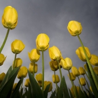 Yellow Tulips