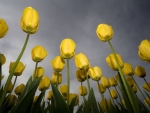 Yellow Tulips