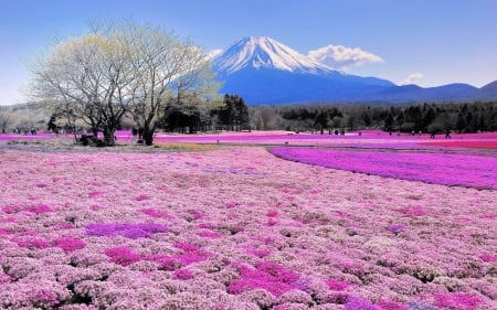 mt. fuji beyond a pink flowers field - flowers, volcano, field, pink, mountain