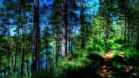 riverside forest trail hdr - trail, forest, river, shadows, hdr