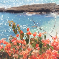 roses on the seaside