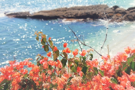 roses on the seaside - roses, beach, seaside, sea, nature