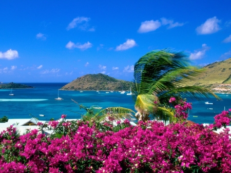 Tropical Beach - nature, ocean, beach, trees, flowers, palm, sea