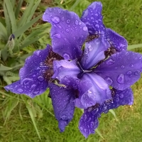 Puple flower