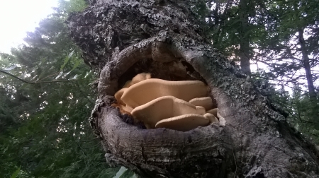 mushroom in tree - nature, mushroom, tree, fungi