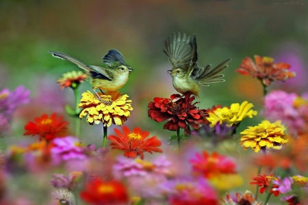 Birds on Flowers - blossoms, red, garden, yellow, nature, zinnia