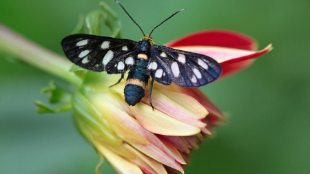 Butterfly - white, butterfly, amazing, black