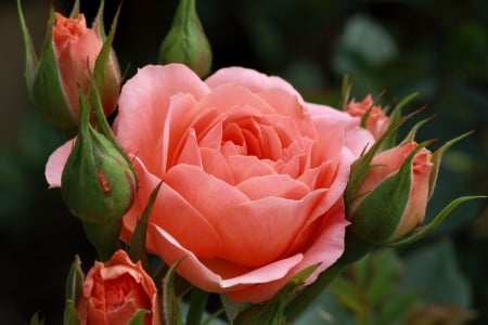 Roses - beautiful, garden, pink, rose