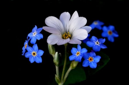 Beautiful flowers - white, still life, blue, flower