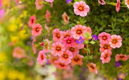 Flowers - flowers, garden, pink, beautiful