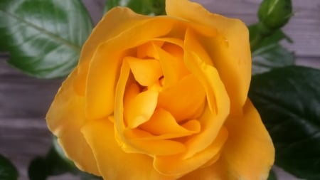 Before the rose opens.. - garden, flower, rose, flowers, photography, yellow, macro