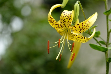 Yellow Orchid - one, orchid, flower, yellow