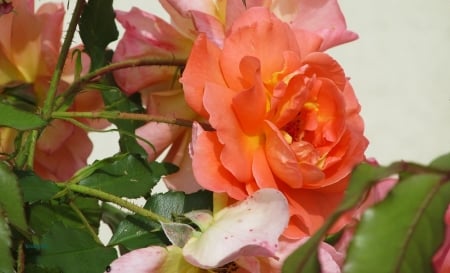 Orange Rose - leaves, blossom, flower, petals