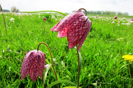 Checkered Lily - meadow, blossoms, plants, petals