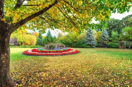 Autumn Park - flower, trees, park, autumn