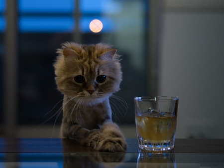 Cute Kitten - animal, glass, cat, kitten