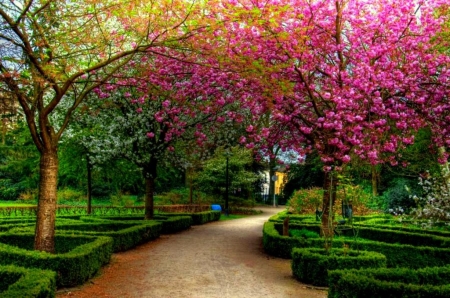 serene walkway hdr - blooms, trees, hdr, bushes, walkway