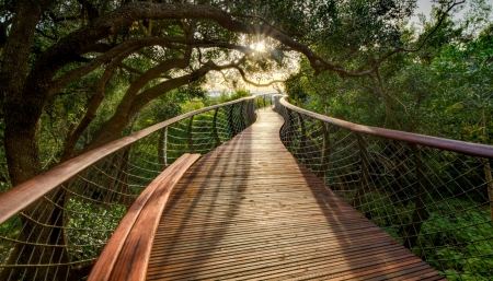 magnificent walkway hdr - hdr, bench, sunrise, forest, walkway, bridge