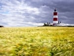 beautiful lighthouse in a golden wheat field