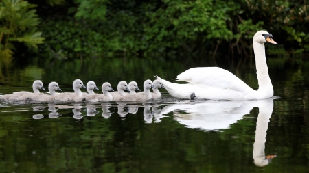 not an ugly one in the bunch - swiming, swans, lake, reflection, mother, babies