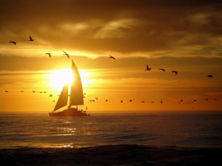 Follow the birds - nature, sunset, summer, sea, birds