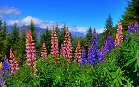 Mountain Lupins - sky, lupines, lupinus, trees, clouds, lupins, mountains, flowers