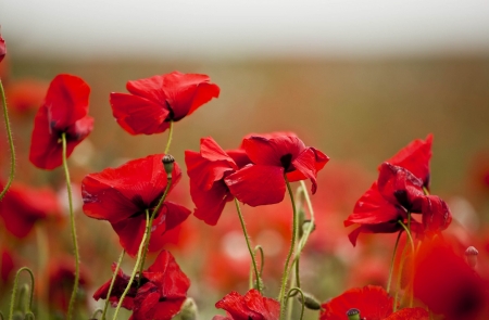 lovely red poppies - flowers, poppies, nature, red