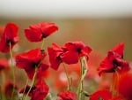 lovely red poppies