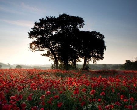 poppies field - field, trees, poppies, nature