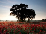 poppies field