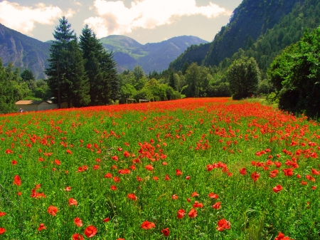 Mountain Meadow - summer, mountains, meadow, poppies, flowers, nature