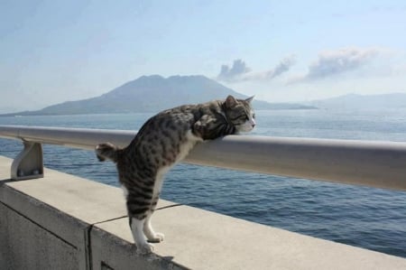 looking on a sea - cat, sea, animals, looking