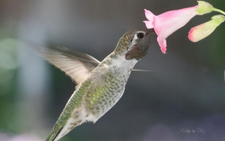 Flying diamond VIII. - wildlife, photography, animals, wallpaper, bird, nature, abstract, wilderness, hummingbird, wild, wild animals