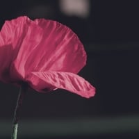 poppy