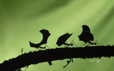 Leaf cutter ants - abstract, close-up, insects, ants, photography, wilderness, forest, wild animals, nature, macro, animals, wildlife, wild, wallpaper