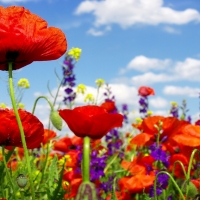 Poppy Field