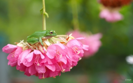 Frog - frog, flower, pink, green