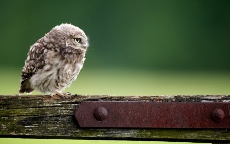 Little owl - owl, bird, wood, green