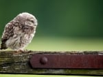 Little owl