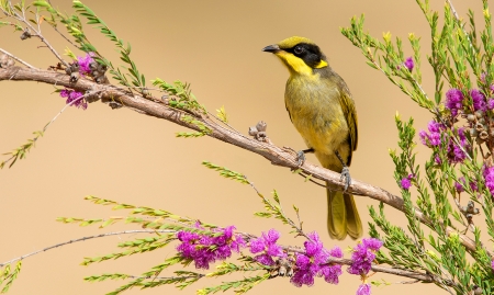 Bird - flower, bird, pink, branch, green