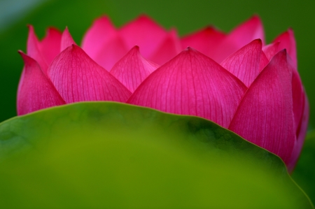 Lotus - lotus, flower, pink, skin, green