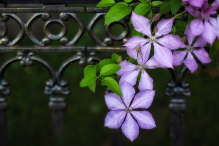 Clematis - flower, purple, pink, black, clematis