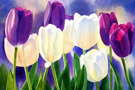 Tulips - white, blossoms, garden, purple, petals, photography