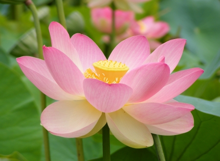 Lotus Flower - lily, waterlily, petals, blossom, pond