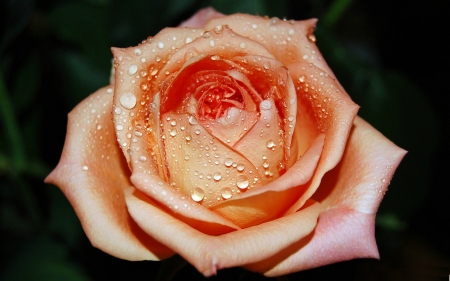 Drops on Rose - nature, dew, macro, drops, rose, flower, closeup